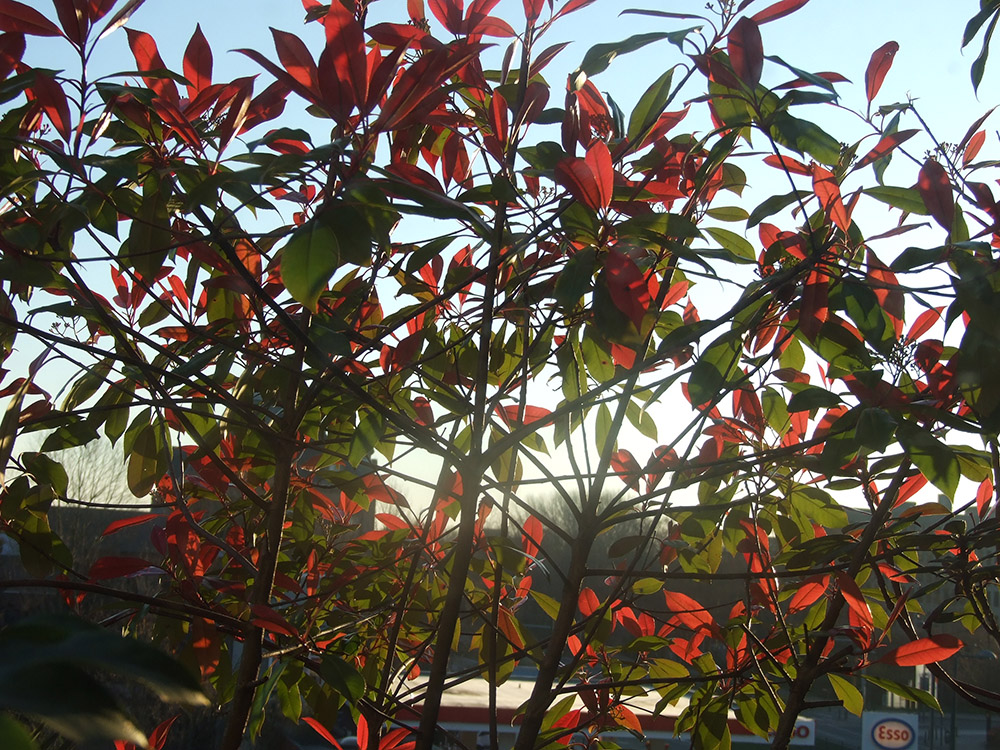 Un simple photinia..