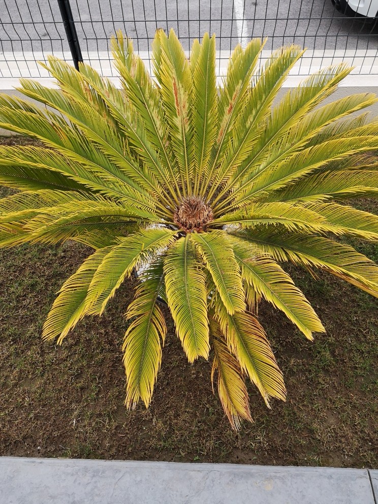 cycas2.jpg