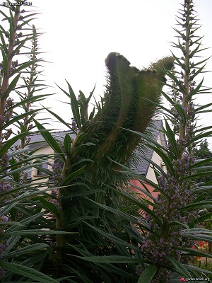 fasciation d'un echium.jpg