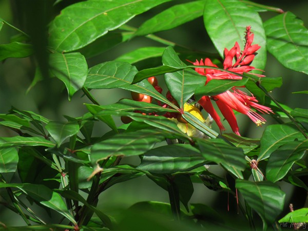 1 Qui se trouve sous l'inflorescence du quassia amara (quinine de Cayenne).jpg