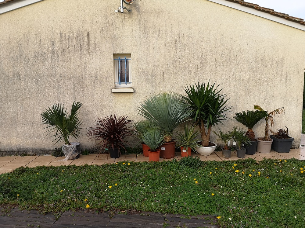 Arrivée des 1 ères plantes