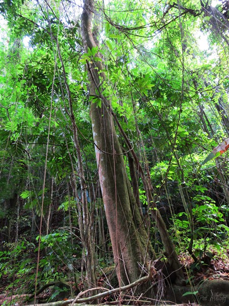 Un trés beau bois blanc-Simarouba amara-Simaroubacées.jpg