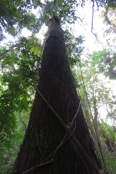 Un très beau mahogany-Swietenia macrophylla-Meliacées.jpg