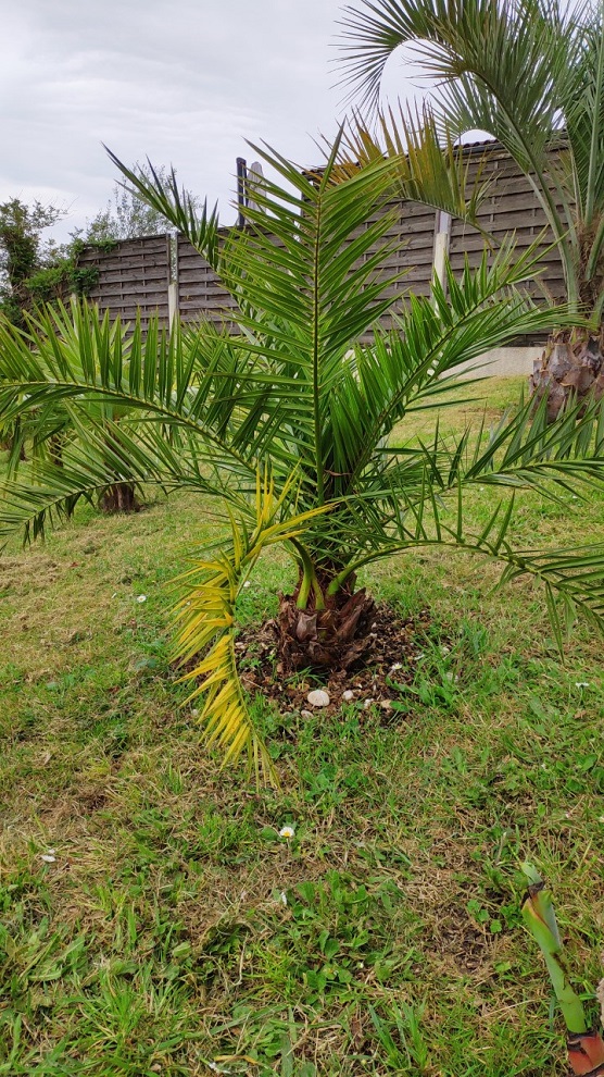 phoenix canariensis.jpg