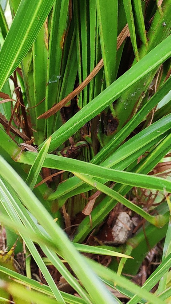 phoenix canariensis bis.jpg