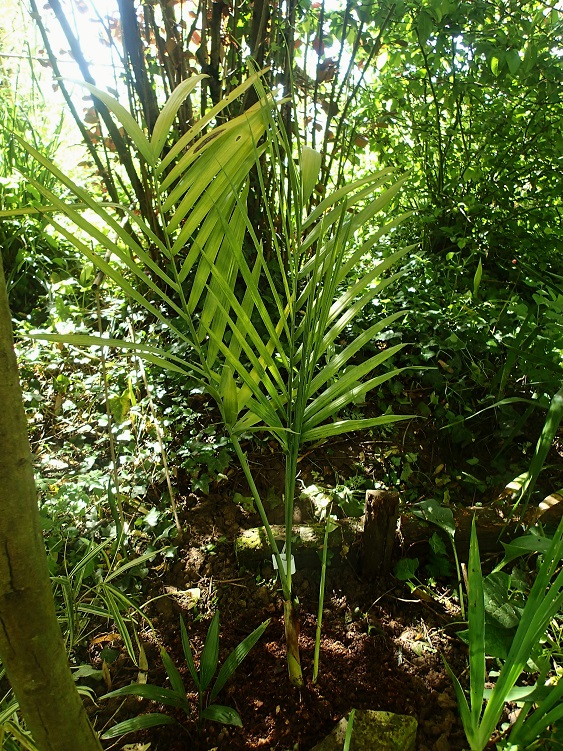 chamaedorea radicalis.jpg