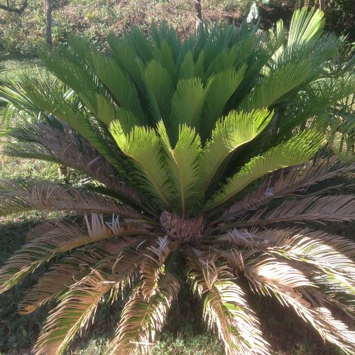 Cycas.jpeg