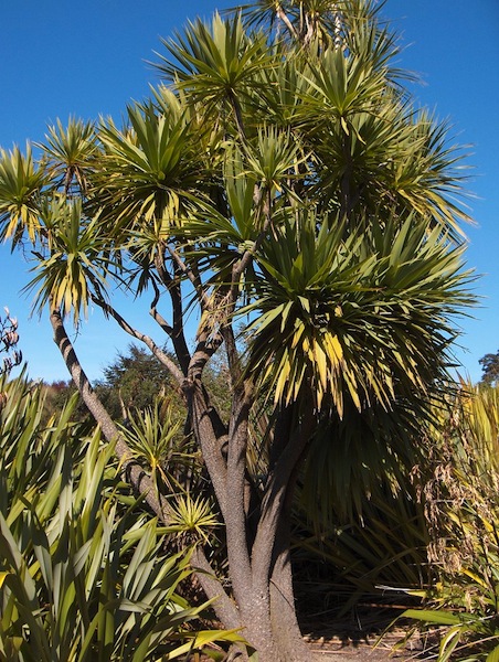 cordyline_australis_x_kaspar_03.jpg