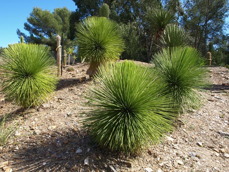 Yucca-queretaroensis-groupe.jpg