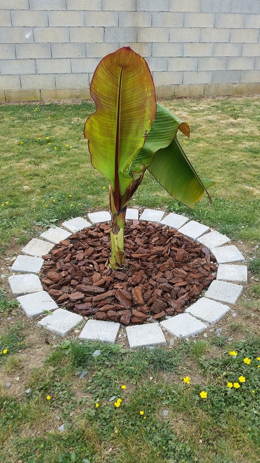 Ensete Maurelli