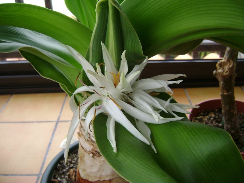 DSC03400 Crinum asiaticum de l'île Maurice.jpg