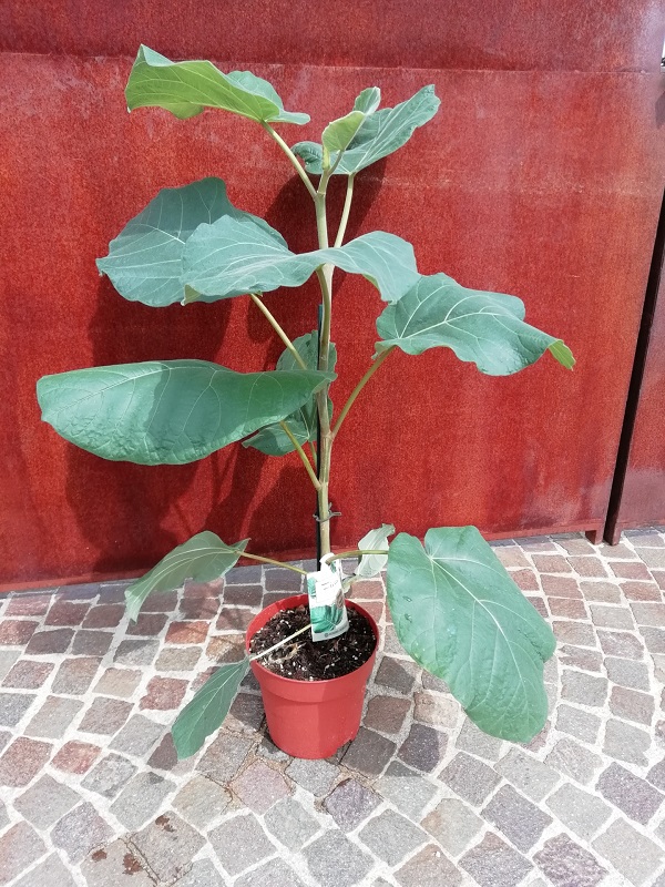 ficus auriculata.jpg