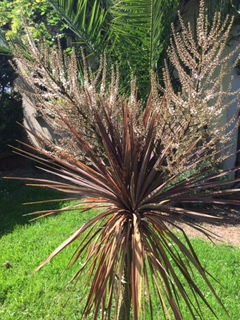 floraison cordyline red