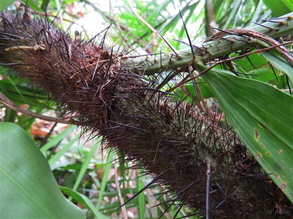 Stipe robuste, flexueux de 2 à 20 m de long, entièrement couvert par les gaines foliaires épineuses!.jpg