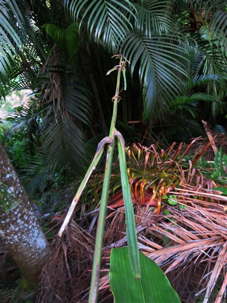 Poussés par les alizés, les crochets en forme de harpon sur leur tige, vont rencontrer un support sur lequel ce palmier se développera....jpg