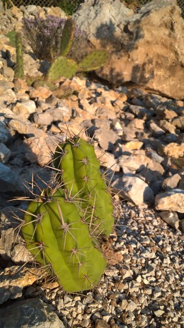 Cactus-1.jpg