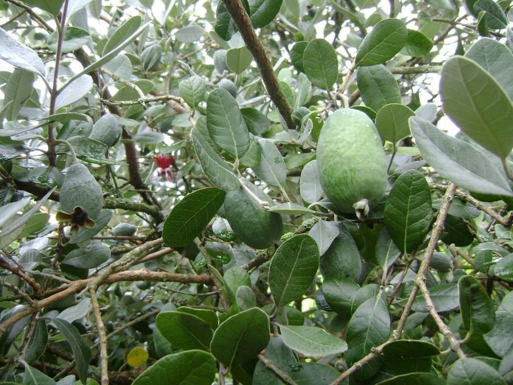 DSC03411 Fruits du Feijoa.jpg