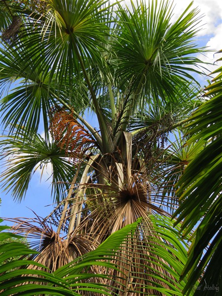 Le Mauritia flexuosa à nouveau en fleurs..jpg