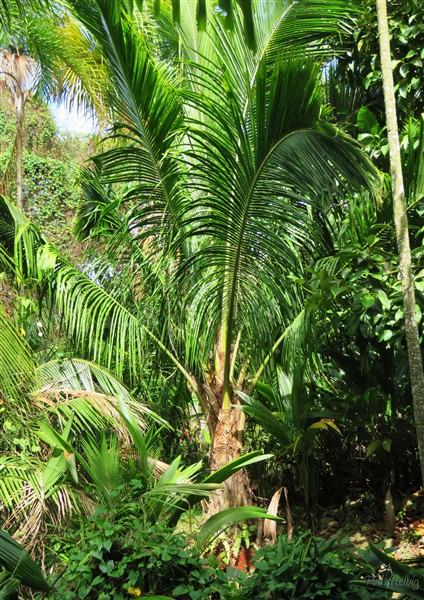 Le Beccariophoenix fenestralis, en quelques années,s'est bien ancré au sol depuis la tempête qui l'avait couché!.jpg