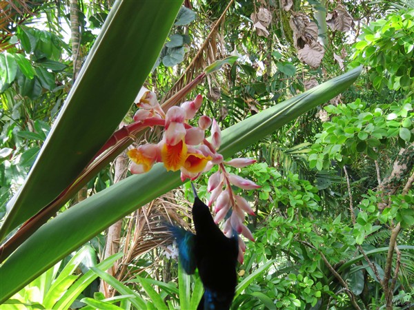 Le colibri fait sa tournée matinale..jpg