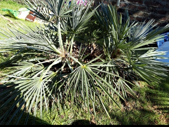 Trithrinax campestris