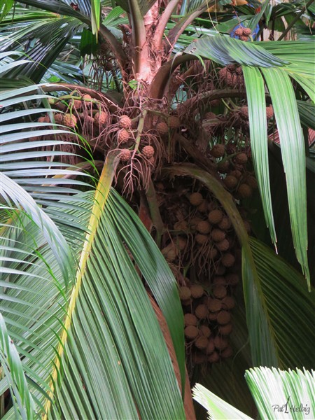 Parmi les Pelagodoxa henryana sur le bord de la ravine.2.jpg