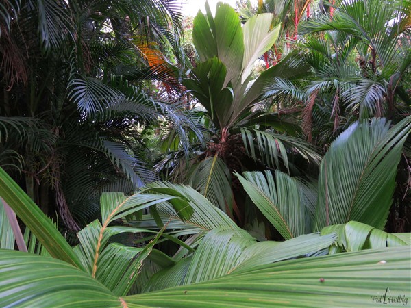 Parmi les Pelagodoxa henryana sur le bord de la ravine.1.jpg