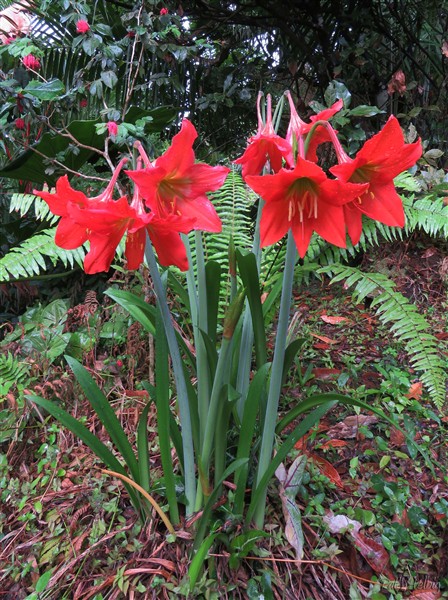 Les amaryllis d'Amérique tropicale flashent en cette période 2.jpg