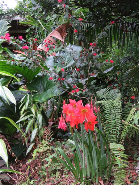 Les amaryllis d'Amérique tropicale flashent en cette période 1.jpg