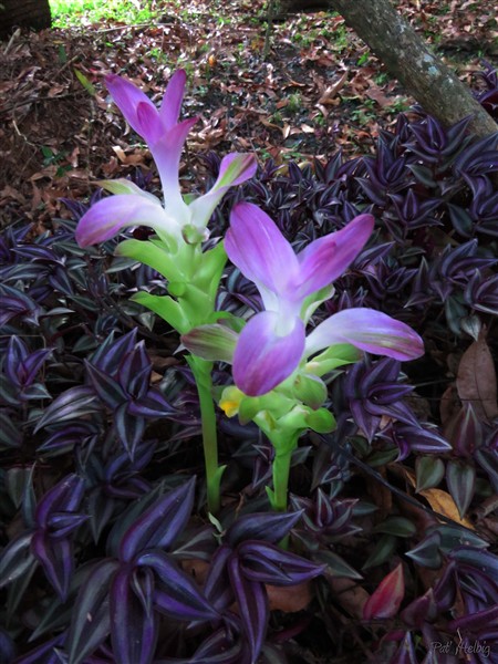 Des inflorescences de gingembre mangue..jpg