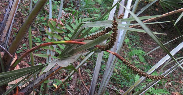 Première infrutescence sur l'Hyphaene coriacea planté en novembre 2011.2.jpg