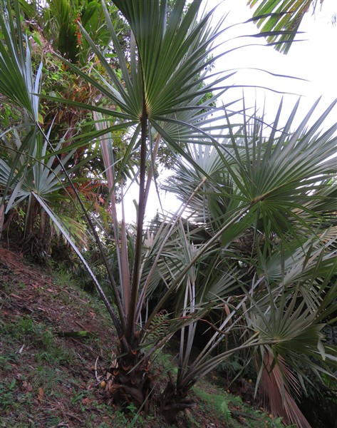 Première infrutescence sur l'Hyphaene coriacea planté en novembre 2011.1.jpg