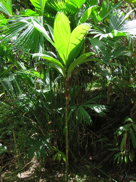 Premier spadice  sur le Dypsis paludosa planté en avril 2015. 2.jpg