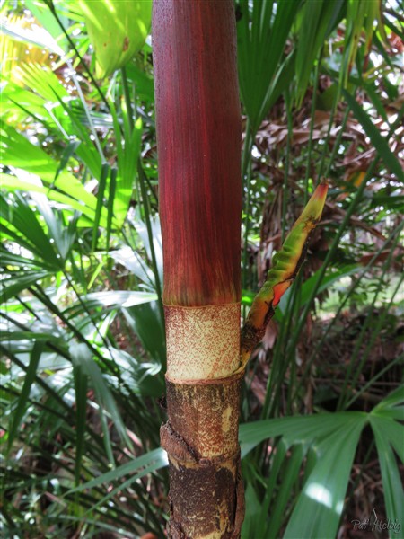 Premier spadice  sur le Dypsis paludosa planté en avril 2015.1.jpg