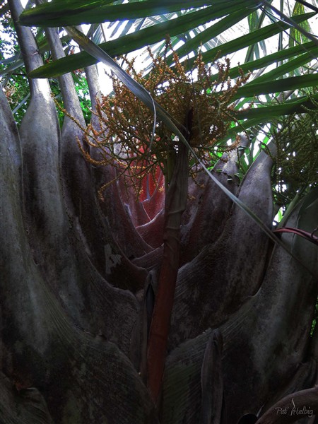 L'harmonieuse imbrication des bases foliaires sur le Dypsis decaryi..jpg