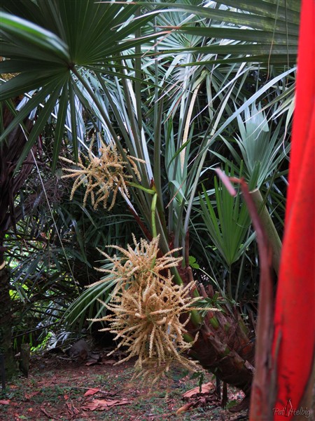 Le Serenoa repens silver est à nouveau en fleurs..jpg