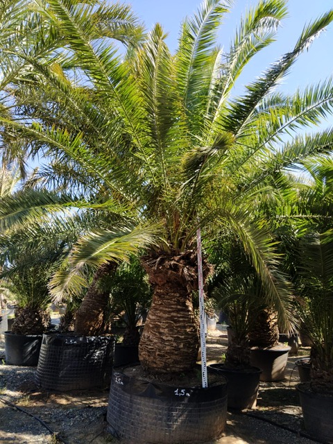 Le palmier