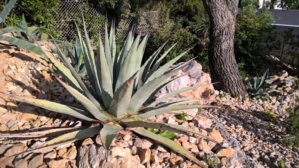 Agave-1.jpg