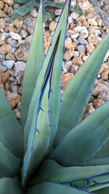 Agave-2.jpg