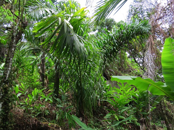 Voici le Dypsis prestonania qui va pouvoir prendre ses aises. Ses palmes sont gracieusement arquées!.jpg