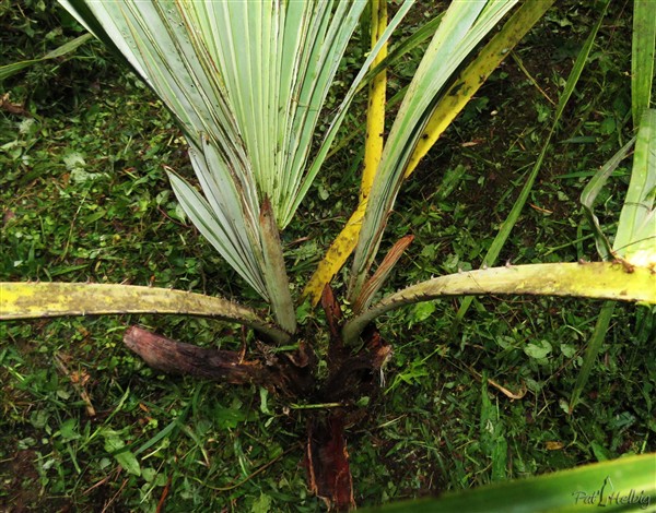 3 Surprise!L''Hyphaene thebaica planté en mai 2012 s'est cindé en deux stipes..jpg