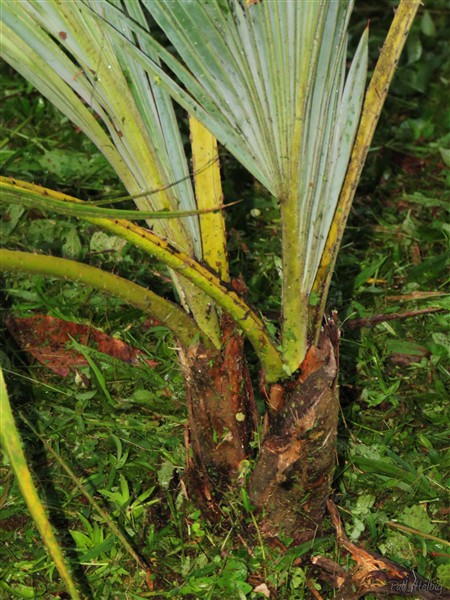 2 Surprise!L''Hyphaene thebaica planté en mai 2012 s'est cindé en deux stipes..jpg