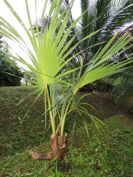 1 Surprise!L''Hyphaene thebaica planté en mai 2012 s'est cindé en deux stipes..jpg