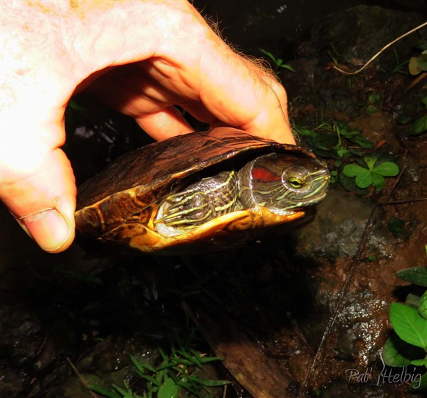 7 En vérifiant sur internet, c'est une tortue à tempes rouges, une tortue invasive et aussi carnivore qui s'attaque à certains oiseaux!! Elle provient des jardineries....jpg