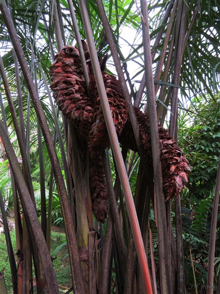 Les inflorescenses ont doublé de volume sur le Raphia.jpg