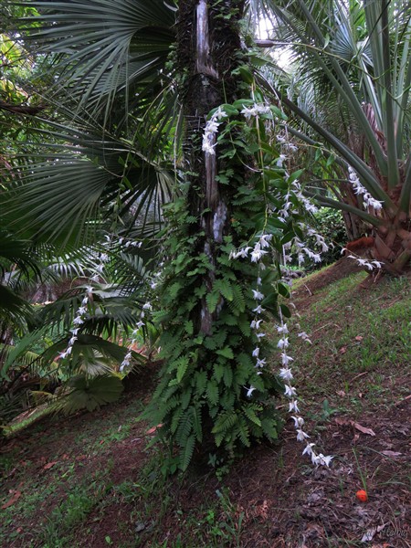 à nouveau de belles inflorescences de l'orchidée sauvage à la base du Wallichia disticha!.jpg