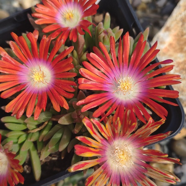 Delosperma autrichien