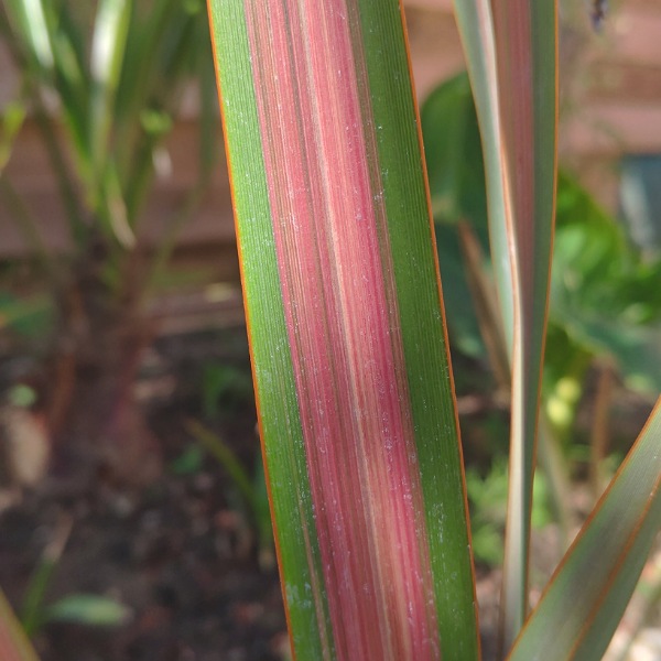 Phormium jester