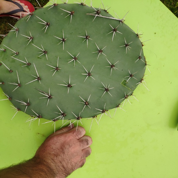 Opuntia discata il tient depuis quelques années pas très loins de chez moi !