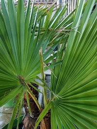 palm1-2.jpg